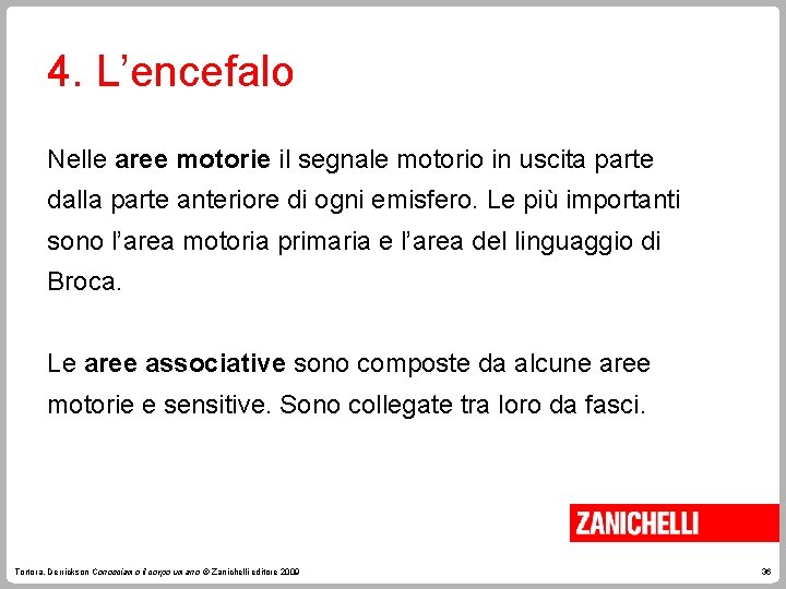 4. L’encefalo Nelle aree motorie il segnale motorio in uscita parte dalla parte anteriore