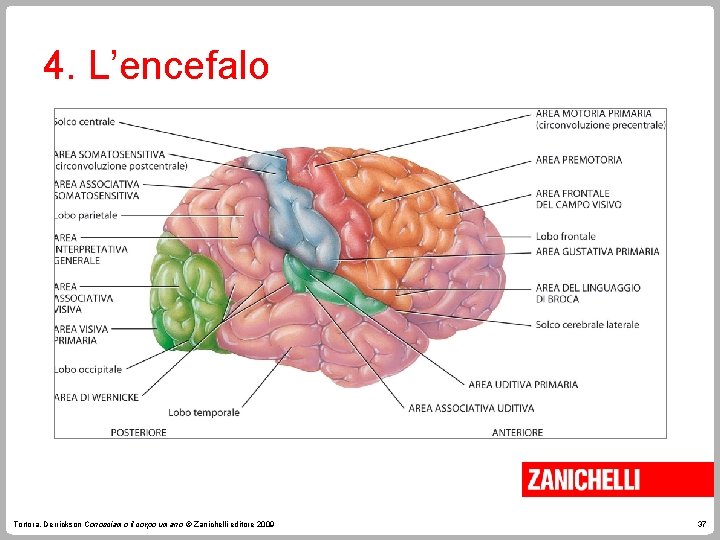 4. L’encefalo Tortora, Derrickson Conosciamo il corpo umano © Zanichelli editore 2009 37 