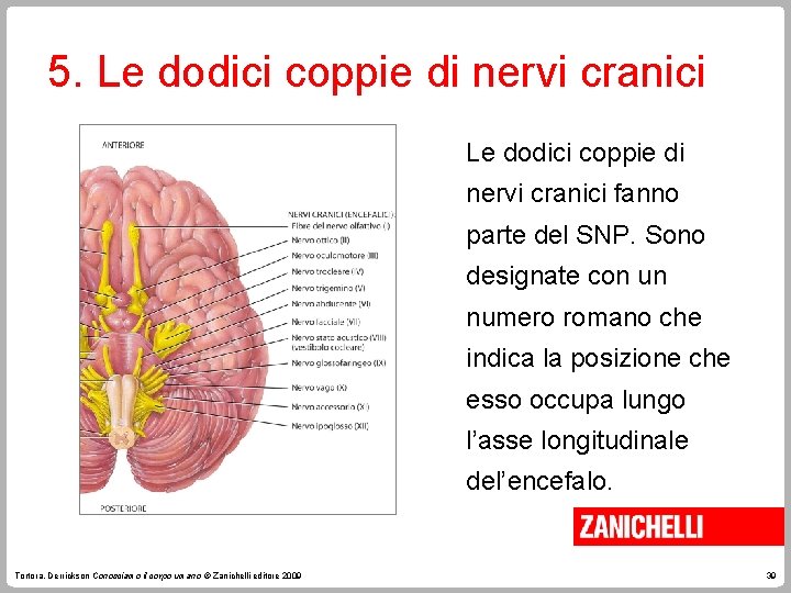 5. Le dodici coppie di nervi cranici fanno parte del SNP. Sono designate con