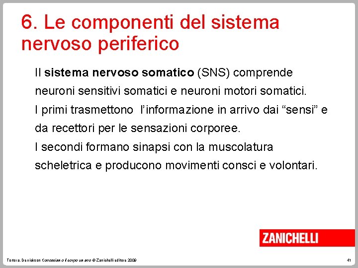 6. Le componenti del sistema nervoso periferico Il sistema nervoso somatico (SNS) comprende neuroni