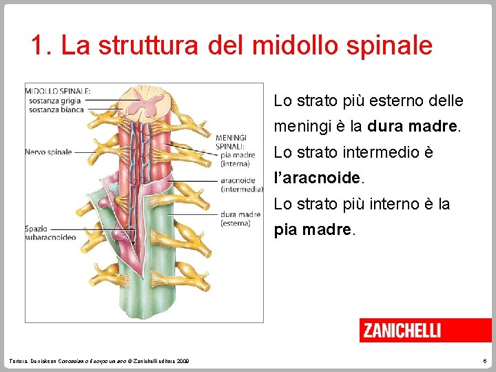 1. La struttura del midollo spinale Lo strato più esterno delle meningi è la