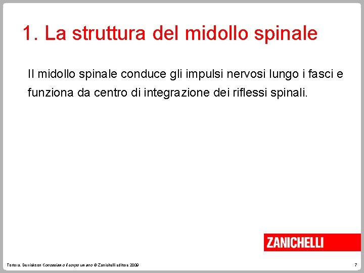 1. La struttura del midollo spinale Il midollo spinale conduce gli impulsi nervosi lungo