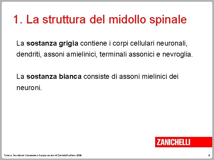 1. La struttura del midollo spinale La sostanza grigia contiene i corpi cellulari neuronali,