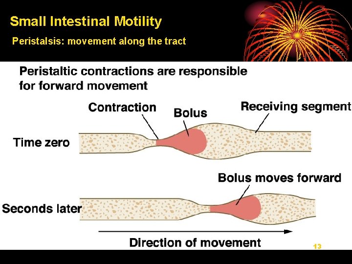 Small Intestinal Motility Peristalsis: movement along the tract 13 