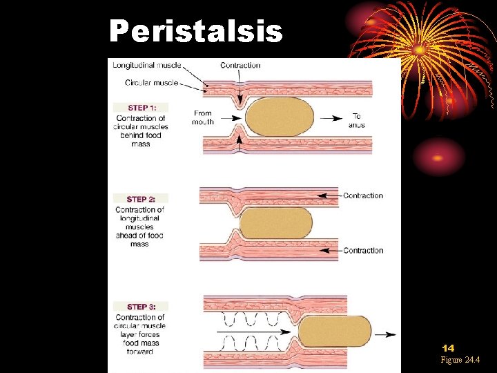 Peristalsis 14 Figure 24. 4 