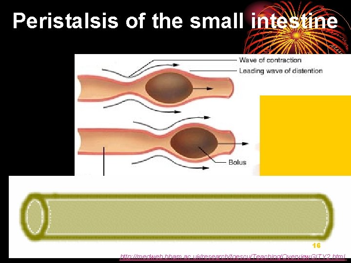 Peristalsis of the small intestine 16 http: //medweb. bham. ac. uk/research/toescu/Teaching/Overview. GITY 2. html