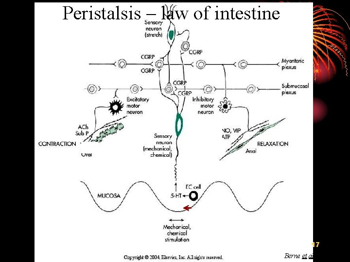 Peristalsis – law of intestine 17 Berne et al. , 2004 
