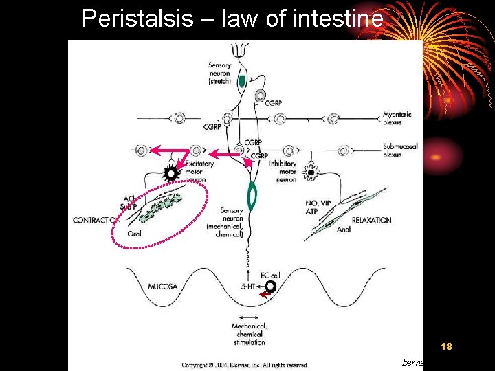 Peristalsis – law of intestine 18 Berne et al. , 2004 
