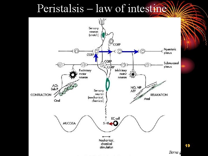 Peristalsis – law of intestine 19 Berne et al. , 2004 