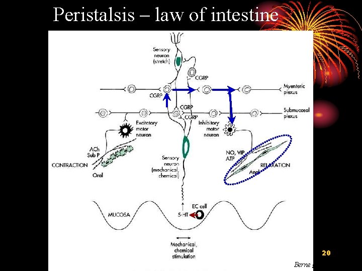 Peristalsis – law of intestine 20 Berne et al. , 2004 