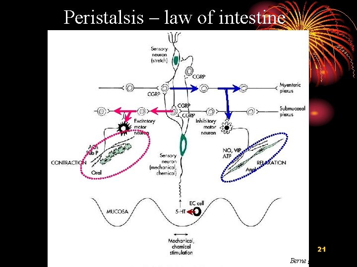Peristalsis – law of intestine 21 Berne et al. , 2004 