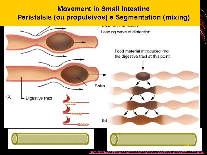 Movement in Small Intestine Peristalsis (ou propulsivos) e Segmentation (mixing) 24 http: //medweb. bham.