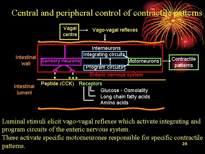 Central and peripheral control of contractile patterns Vagal centre Intestinal Sensory neurons wall Vago-vagal