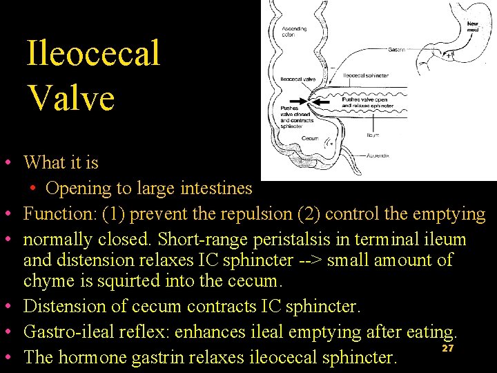 Ileocecal Valve • What it is • Opening to large intestines • Function: (1)