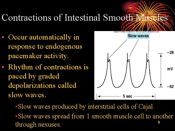Contractions of Intestinal Smooth Muscles • Occur automatically in response to endogenous pacemaker activity.