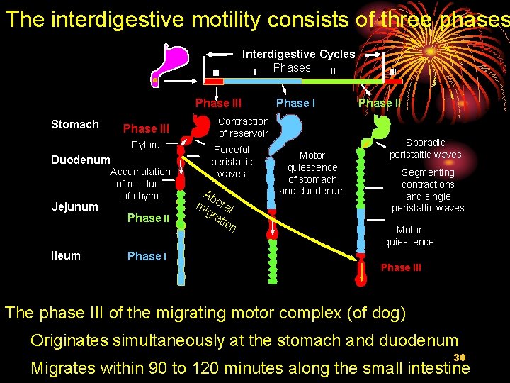 The interdigestive motility consists of three phases III Interdigestive Cycles Phases II I Phase