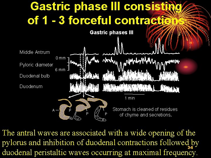 Gastric phase III consisting of 1 - 3 forceful contractions Gastric phases III Middle