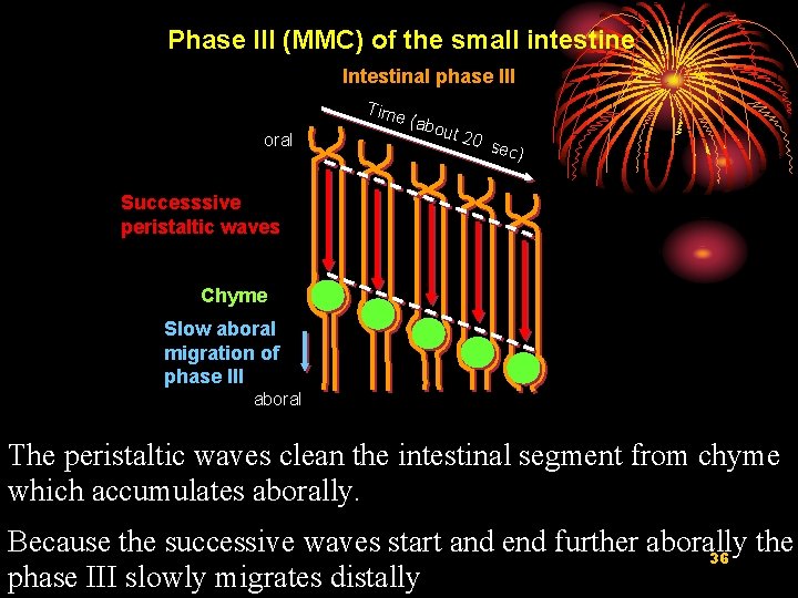 Phase III (MMC) of the small intestine Intestinal phase III Time oral (abo ut