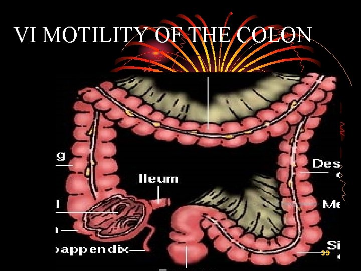 VI MOTILITY OF THE COLON 39 