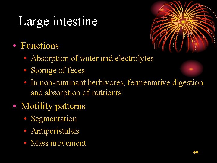 Large intestine • Functions • Absorption of water and electrolytes • Storage of feces