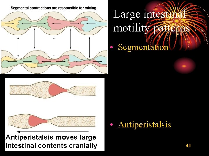 Large intestinal motility patterns • Segmentation • Antiperistalsis moves large intestinal contents cranially 41
