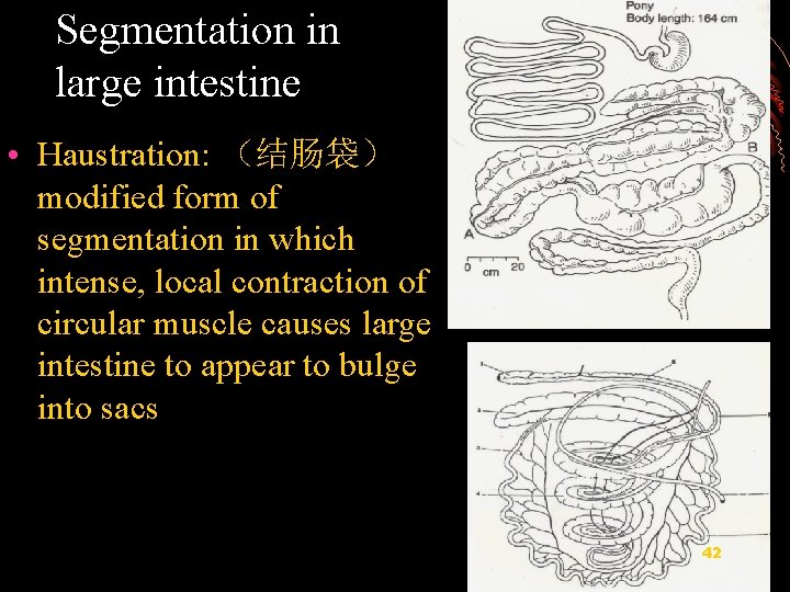 Segmentation in large intestine • Haustration: （结肠袋） modified form of segmentation in which intense,