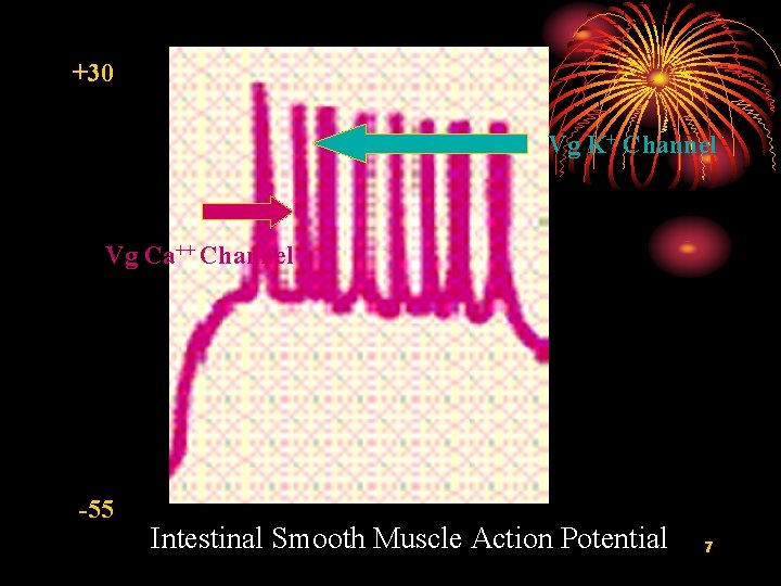 +30 Vg K+ Channel Vg Ca++ Channel -55 Intestinal Smooth Muscle Action Potential 7