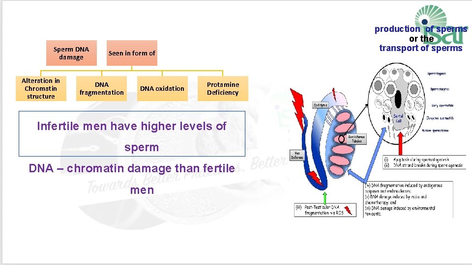 Sperm DNA damage Alteration in Chromatin structure production of sperms or the transport of