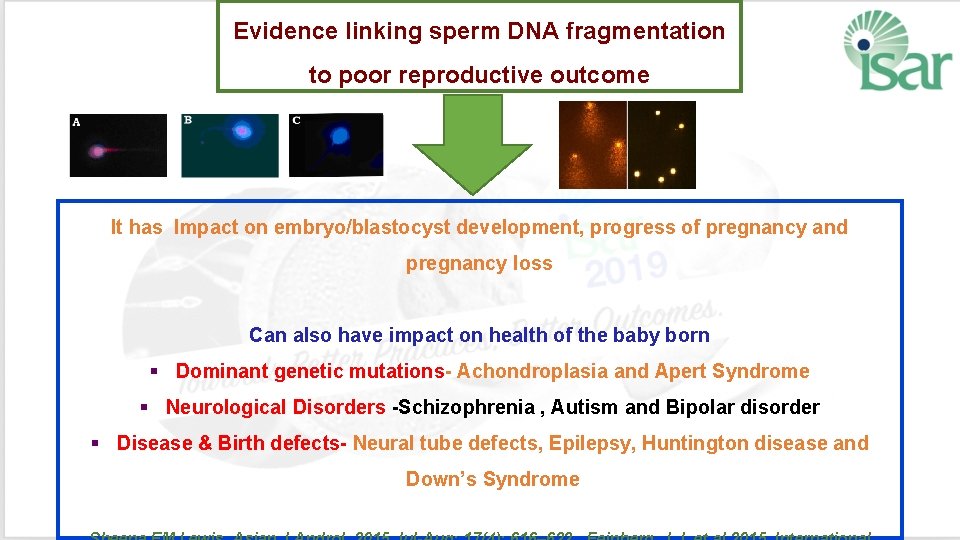 Evidence linking sperm DNA fragmentation to poor reproductive outcome It has Impact on embryo/blastocyst