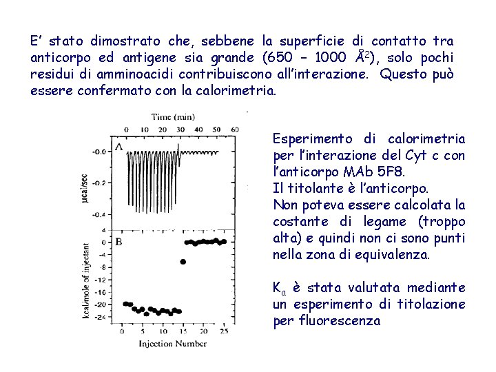 E’ stato dimostrato che, sebbene la superficie di contatto tra anticorpo ed antigene sia