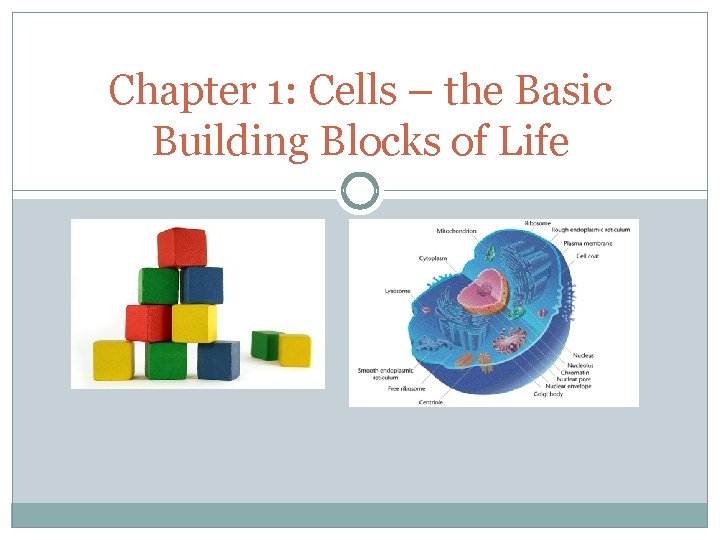 Chapter 1: Cells – the Basic Building Blocks of Life 