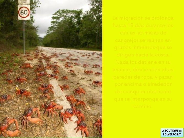 La migración se prolonga hasta 18 días durante los cuales las masas de cangrejos