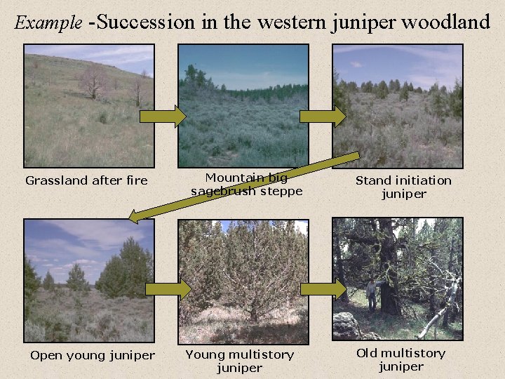 Example -Succession in the western juniper woodland Grassland after fire Open young juniper Mountain