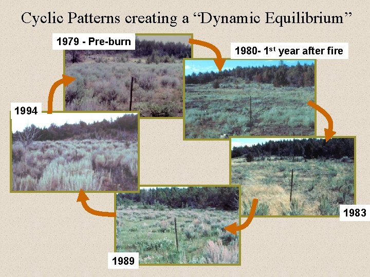 Cyclic Patterns creating a “Dynamic Equilibrium” 1979 - Pre-burn 1980 - 1 st year