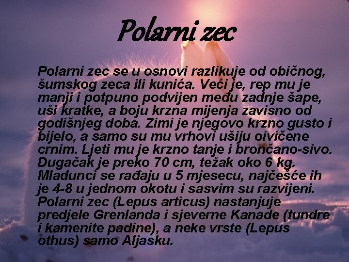 Polarni zec se u osnovi razlikuje od običnog, šumskog zeca ili kunića. Veći je,