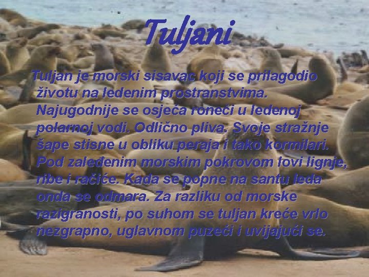Tuljani Tuljan je morski sisavac koji se prilagodio životu na ledenim prostranstvima. Najugodnije se Tuljani Tuljan je morski sisavac koji se prilagodio životu na ledenim prostranstvima. Najugodnije se