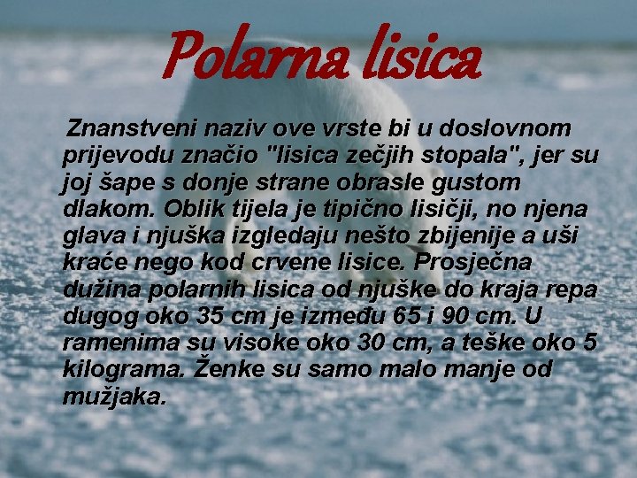 Polarna lisica Znanstveni naziv ove vrste bi u doslovnom prijevodu značio "lisica zečjih stopala",