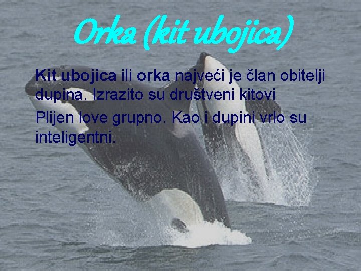 Orka (kit ubojica) Kit ubojica ili orka najveći je član obitelji dupina. Izrazito su Orka (kit ubojica) Kit ubojica ili orka najveći je član obitelji dupina. Izrazito su