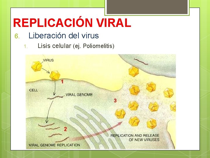 REPLICACIÓN VIRAL Liberación del virus 6. 1. Lisis celular (ej. Poliomelitis) 
