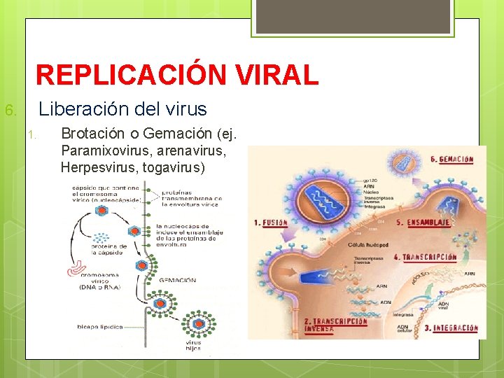 REPLICACIÓN VIRAL Liberación del virus 6. 1. Brotación o Gemación (ej. Paramixovirus, arenavirus, Herpesvirus,
