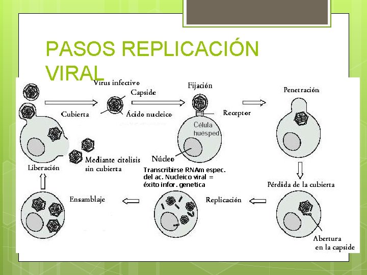 PASOS REPLICACIÓN VIRAL Transcribirse RNAm espec. del ac. Nucleico viral = éxito infor. genetica