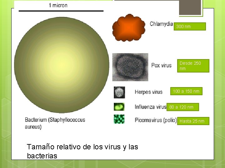 300 nm Desde 250 nm 100 a 150 nm 80 a 120 nm Hasta