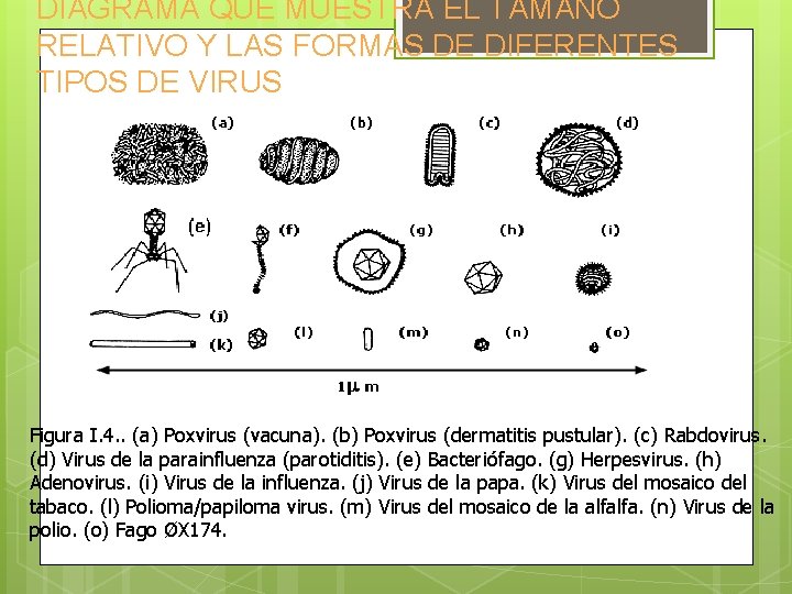 DIAGRAMA QUE MUESTRA EL TAMAÑO RELATIVO Y LAS FORMAS DE DIFERENTES TIPOS DE VIRUS