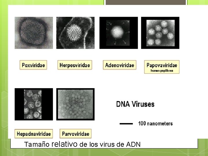 Tamaño relativo de los virus de ADN 