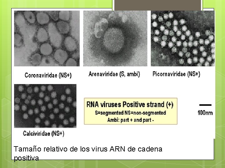 Tamaño relativo de los virus ARN de cadena positiva 
