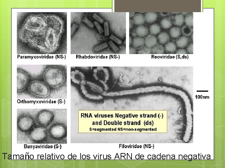 Tamaño relativo de los virus ARN de cadena negativa 