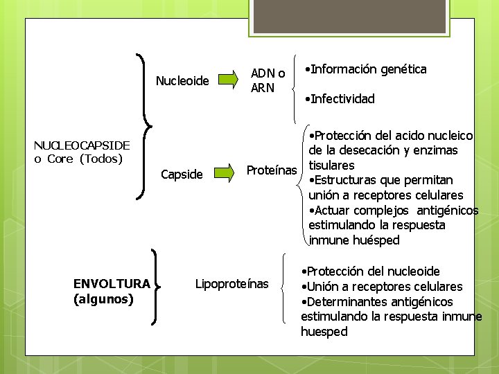 Nucleoide NUCLEOCAPSIDE o Core (Todos) Capside ENVOLTURA (algunos) ADN o ARN • Información genética