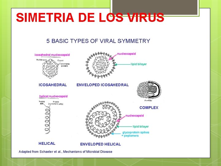 SIMETRIA DE LOS VIRUS 