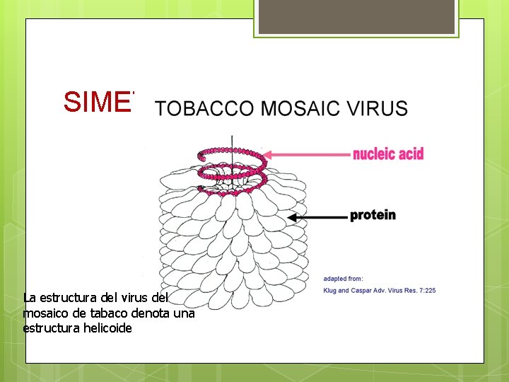 SIMETRIA HELICOIDAL La estructura del virus del mosaico de tabaco denota una estructura helicoide