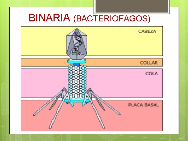  BINARIA (BACTERIOFAGOS) 
